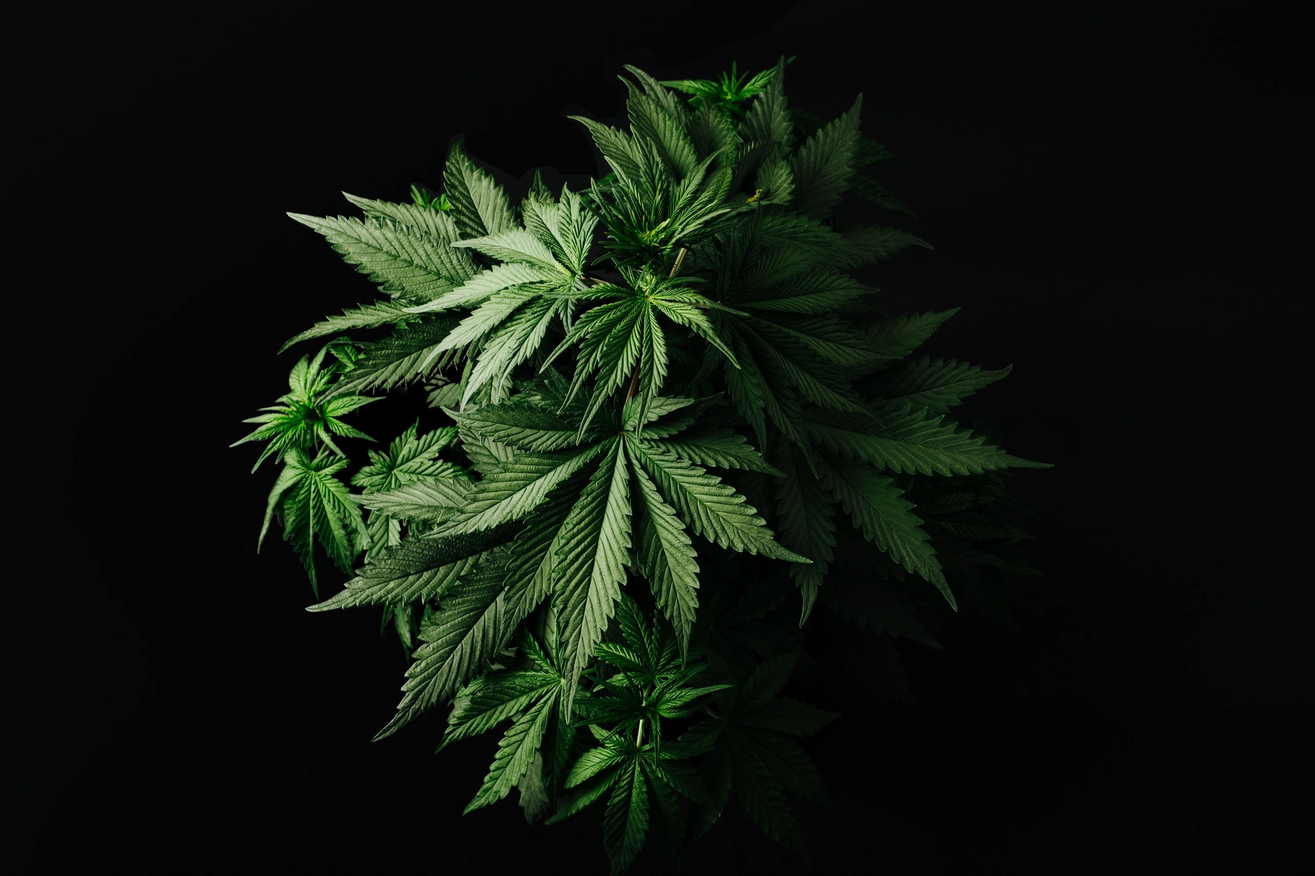Featured image presenting a healthy cannabis indica plant in its late vegetative stage.