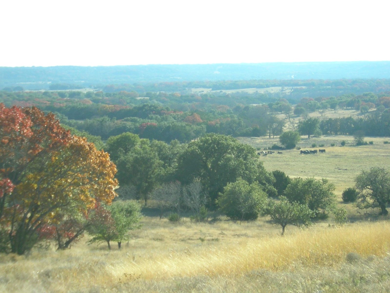 Hunting Man Deer Hunting, Trophy Texas Deer Hunts