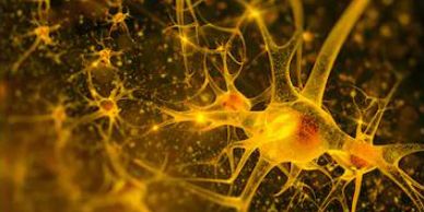 Science Mind Neurology Cannabis Receptor California Terpenes Terpene Essential Oils Oil Health Wellness