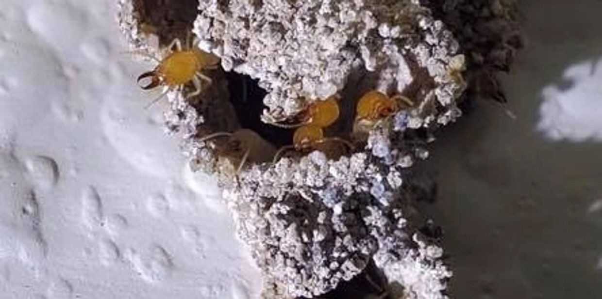 Termites