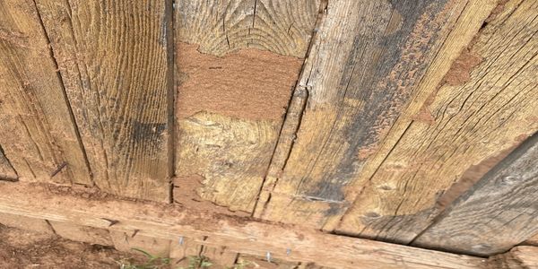 Agricultural Termites on a wooden fence.