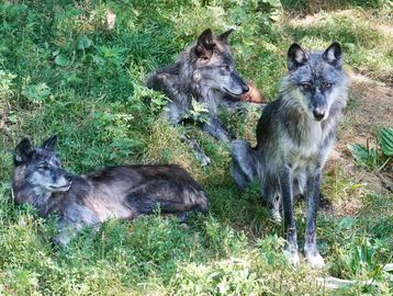 Haliburton Wolf Sanctuary offers a magical encounter with a wild family of wolves.