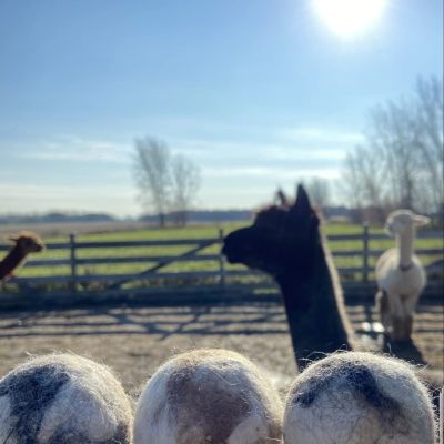 Three alpaca wool balls in focus with alpacas and a bright sunny day in the background.