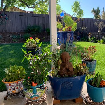 selection of potted plants on a patio