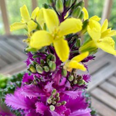 purple kale with yellow flowers