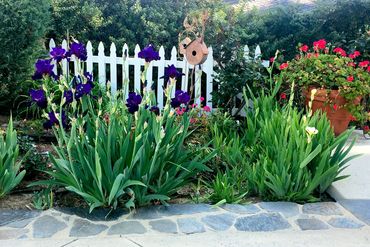 purple iris in bloom in front of a white picket fence
