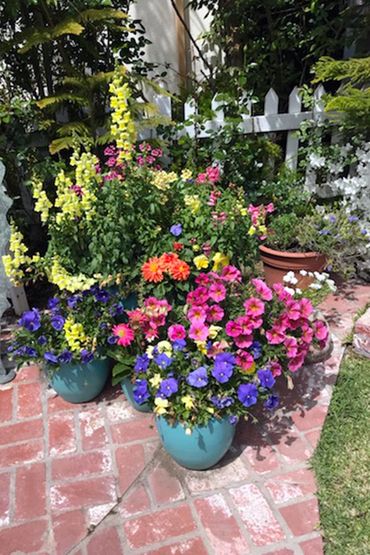 variety of blooming flowers in pots on a brick patio