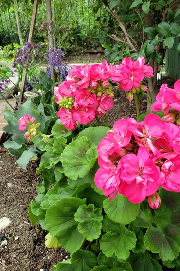 closeup of pink geraniums