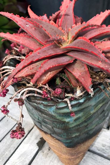 closeup of a red thick-leaved succulent