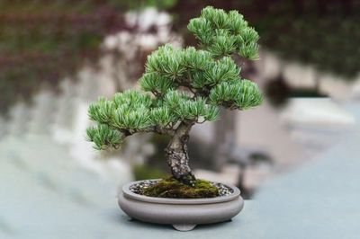 Bonsai Tree