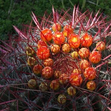 closeup of a flowering barrel cactus plant