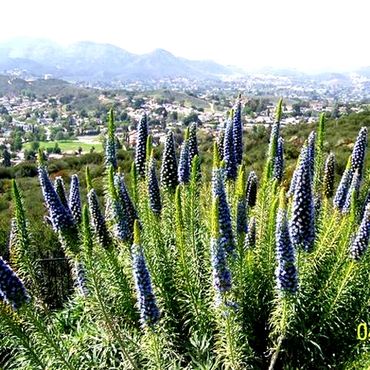 purple flowers against a green hillside backdrop