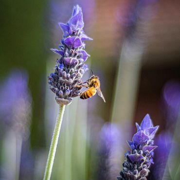 bee pollinating purple lavender