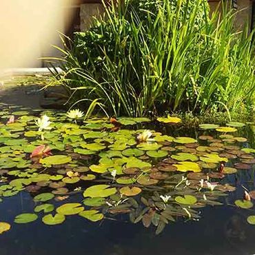 lily pads and flowers in a pond