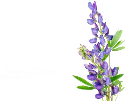 watercolor picture of purple lupine