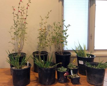 California native plants.