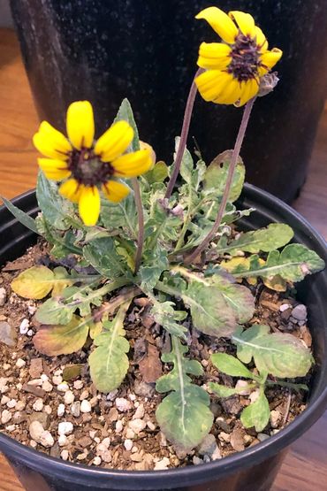 California native plants.