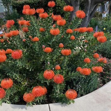 orange pincushion flower