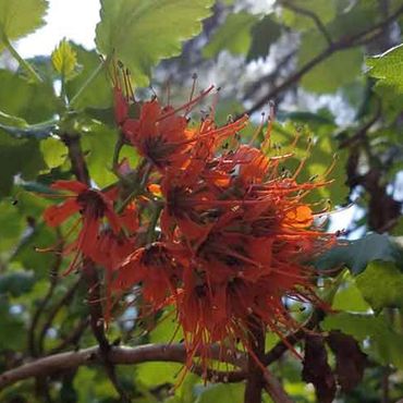 orange spiked flowers