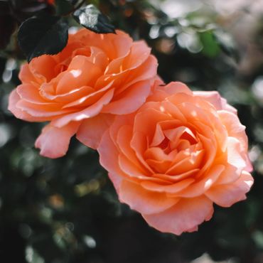 two big salmon colored roses