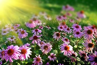 bright pink flowers with red/orange centers in a field of green
