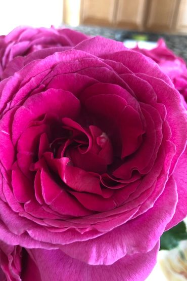 closeup of deep pink rose