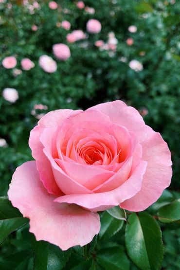 closeup of a delicate pink rose in a bed of roses