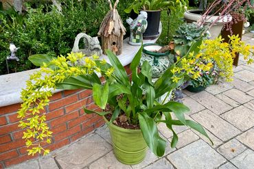 yellow flowering plant in a green ceramic pot on a concrete patio