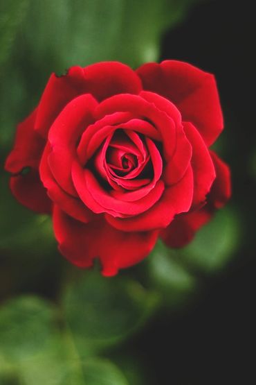 big beautiful red rose