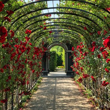 shaded black metal arbor with climbing red roses