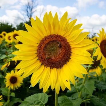 closeup of bees on a large sunflower in a field of sunflowers with a blue sky and clouds