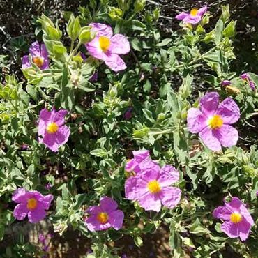 pink flowers with a yellow center