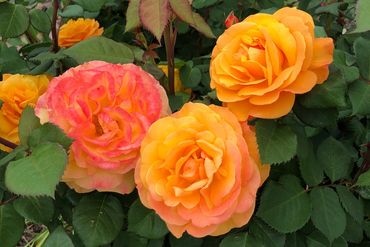three yellow/orange/pink roses in a bed of green leaves