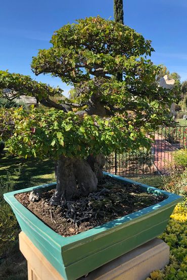 bonsai tree in a large square ceramic blue-green planter