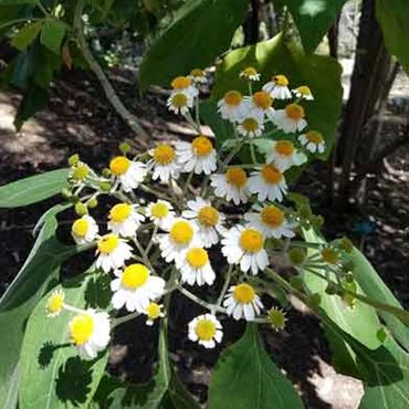 white flowers with yellow button centers