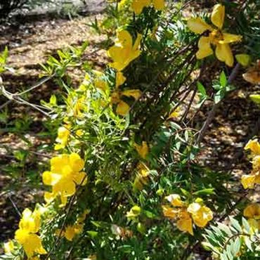 small yellow flowers on a green vine