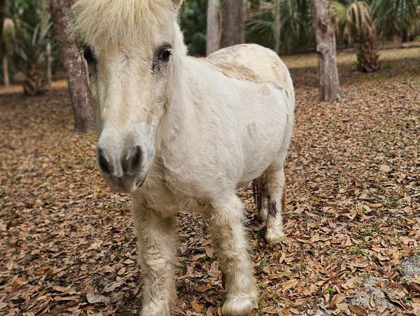 Kids' birthday party pony rides