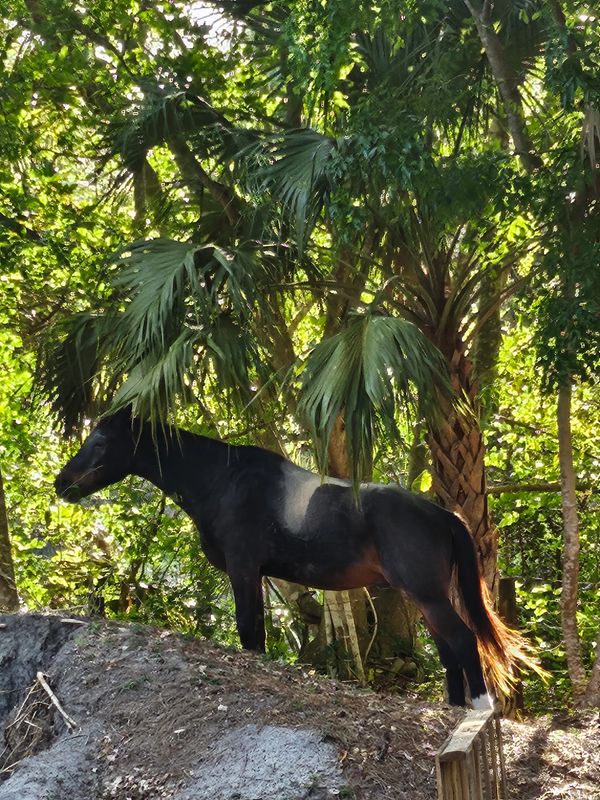 Horseback riding Jupiter, FL
