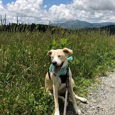 Dog sitting in field wearing teal bandana. Mountains in the background.  she has a slight smile