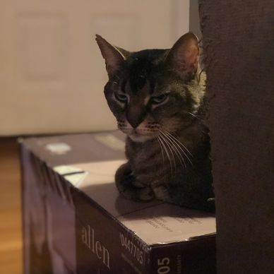 Cat sitting on a box next to a couch