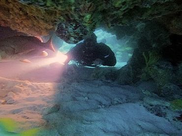 scuba diver peering under coral during a dive with Lutra Adventures