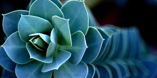 healthy growing plant