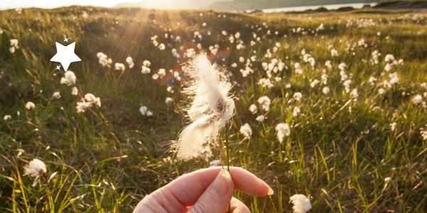 green plant and sunrise