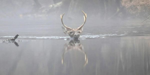 Deer swimming in Ebenezer Creek 