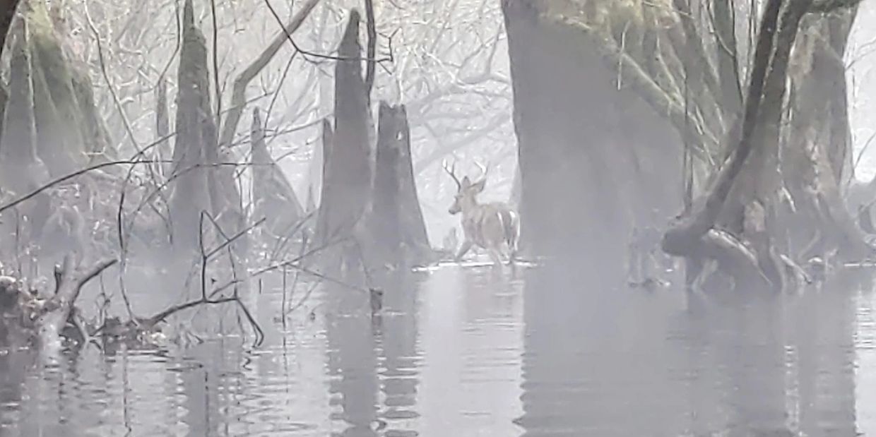 Deer walking Ebenezer Creek
