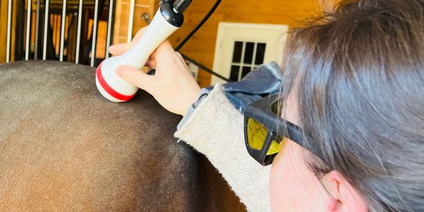 Class 4 equine laser therapy 