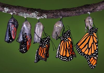 Butterfly stages of transformation, healing journey, release trauma, live best life now