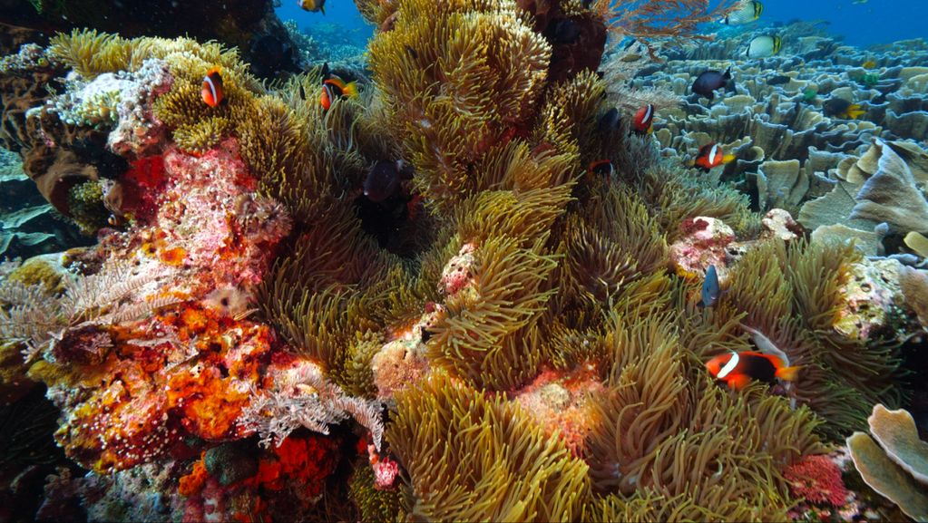 This is a picture of clown fish on an anemone in Melissa's Garden in Raja Ampat