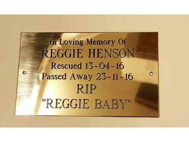 Reggie (Horse) Always Remembered