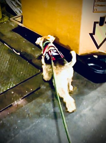 Canine working searching for rats